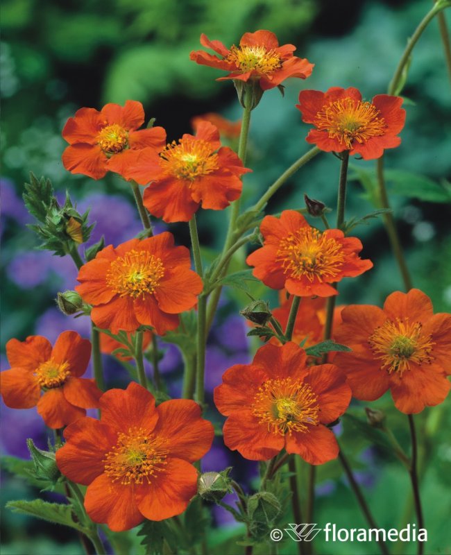 Geum totally Tangerine