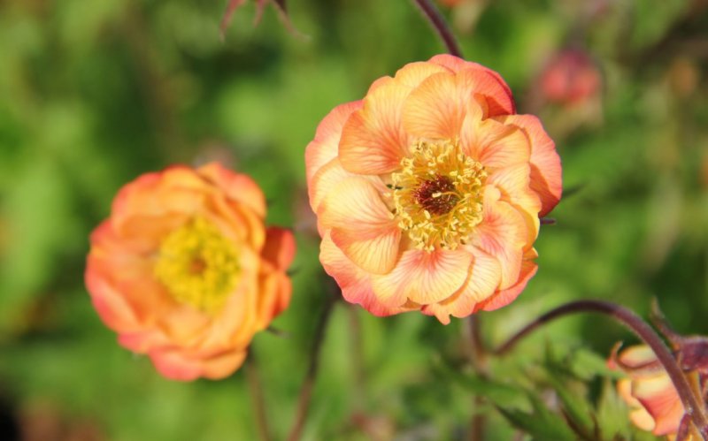 Гравилат `nonna`(Geum `nonna`)