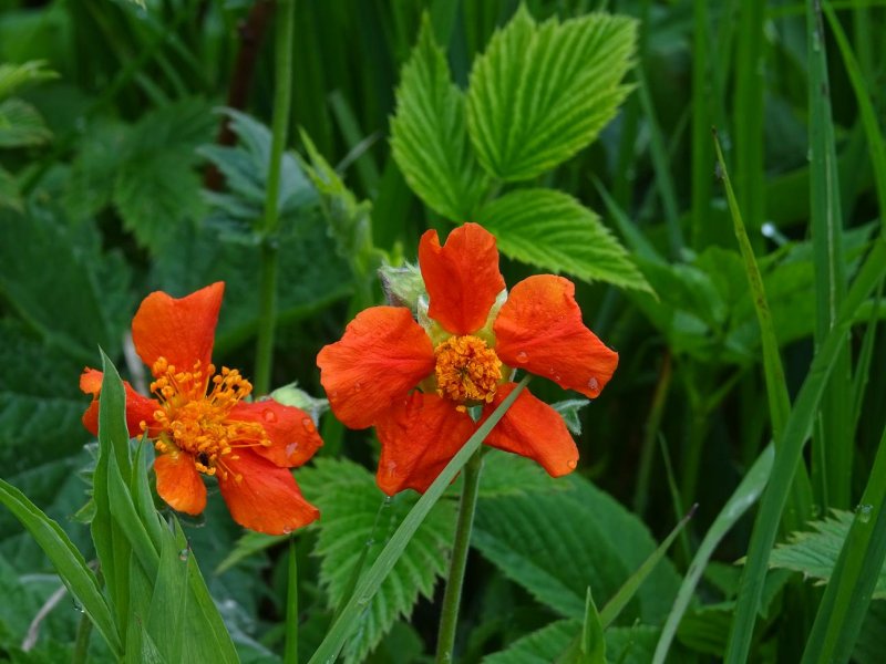 Гравилат ярко-красный Geum coccineum