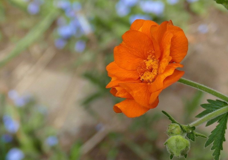 Free Geum