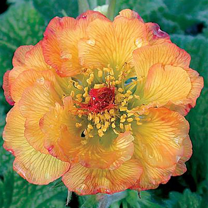 Гравилат Geum манго Mango