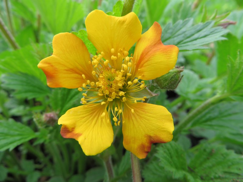 Гравилат Geum Pink Petticoats