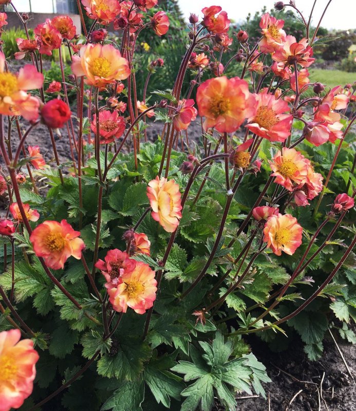 Гравилат Geum Mango
