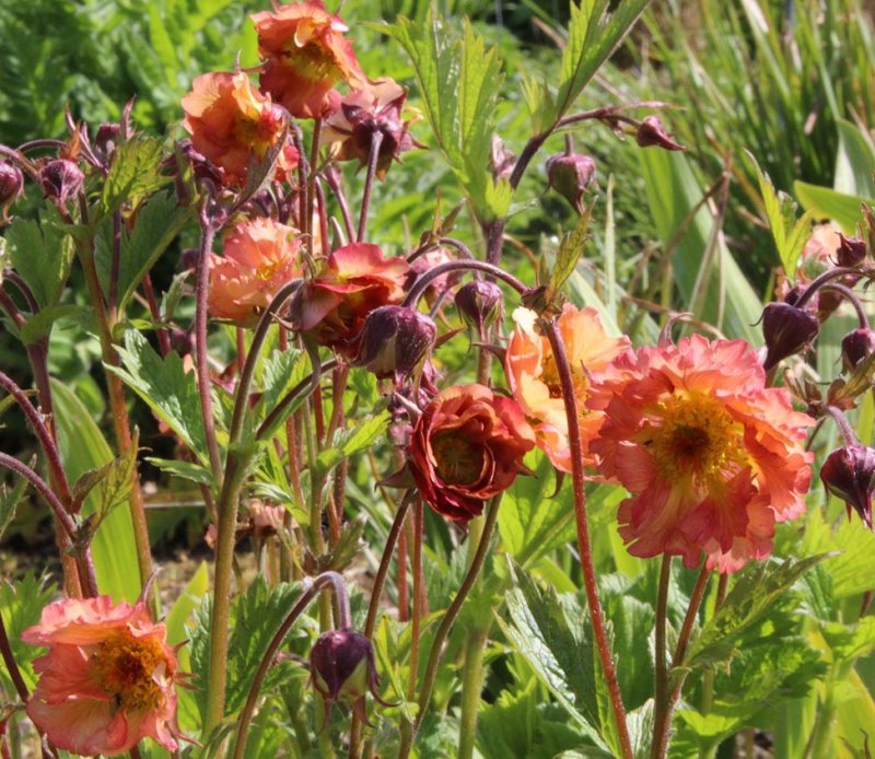 Geum coccineum 'Borisii'