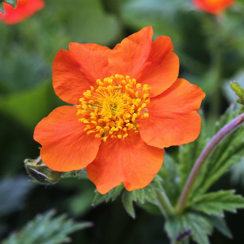 Гравилат Geum Mrs Bradshaw