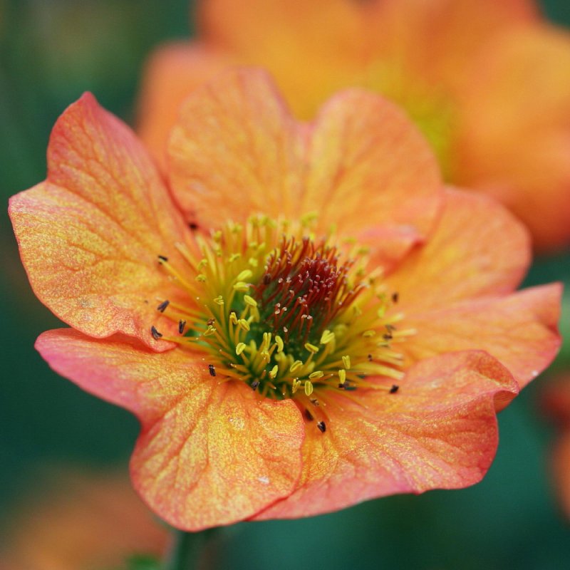 Гравилат Geum Princess Juliana