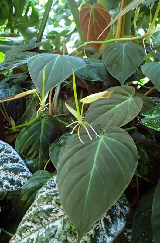 Филодендрон erubescens