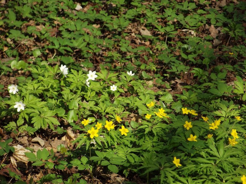 Ветреницей Енисейской (Anemone jenisseensis)