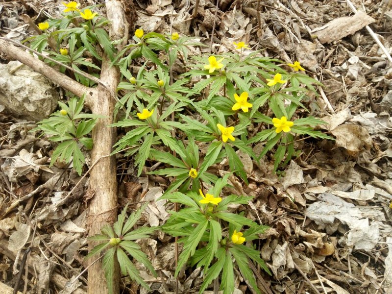 Ветреница лютиковая Anemone ranunculoides l. ботаника