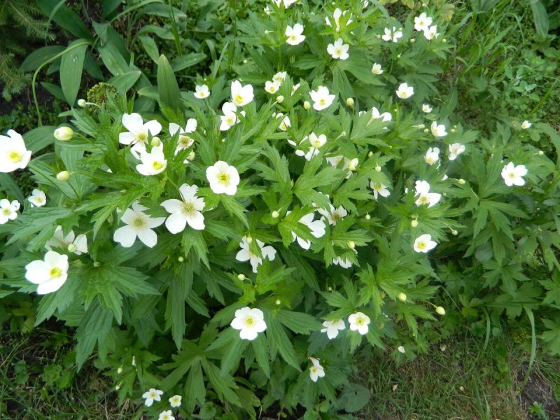 Anemone jenisseensis