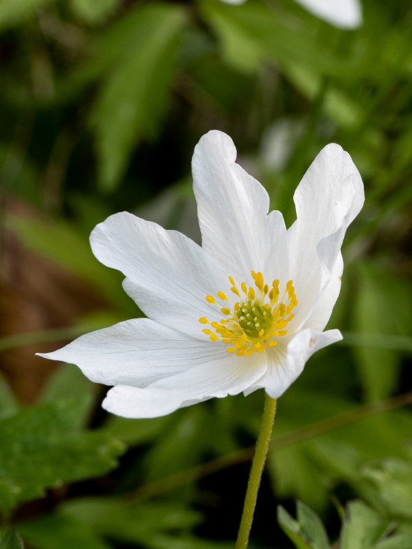 Ветреница Дубравная Anemone nemorosa
