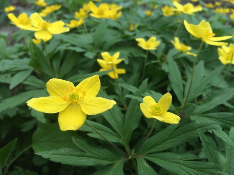 Ветреница Дубравная "viridescens" Anemone nemorosa "viridescens"