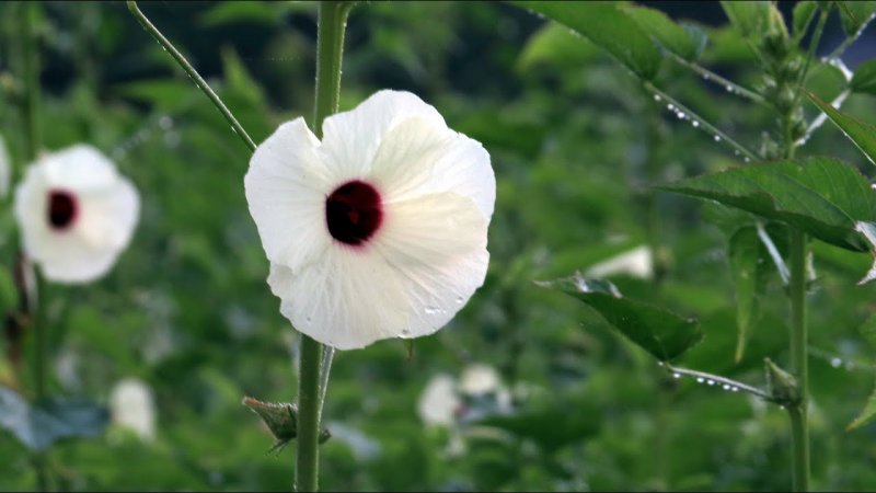 Гибискус-Hibiscus coccineus Alba