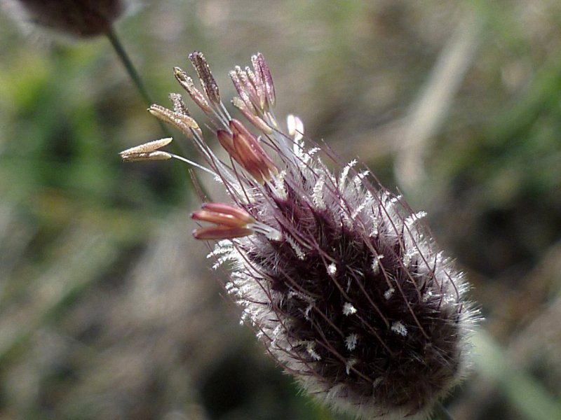 Лисохвост Альпийский (Alopecurus Alpinus)