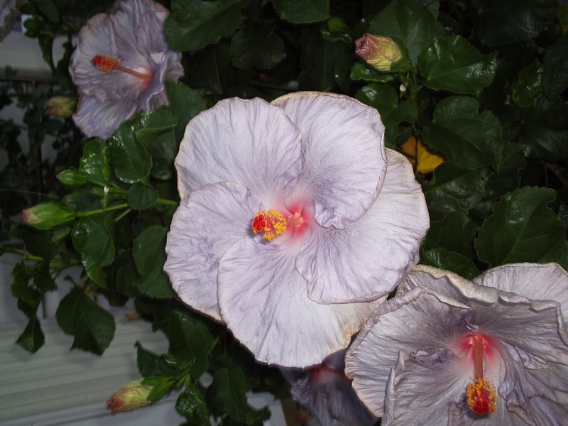 Гибискус syriacus Double Purple