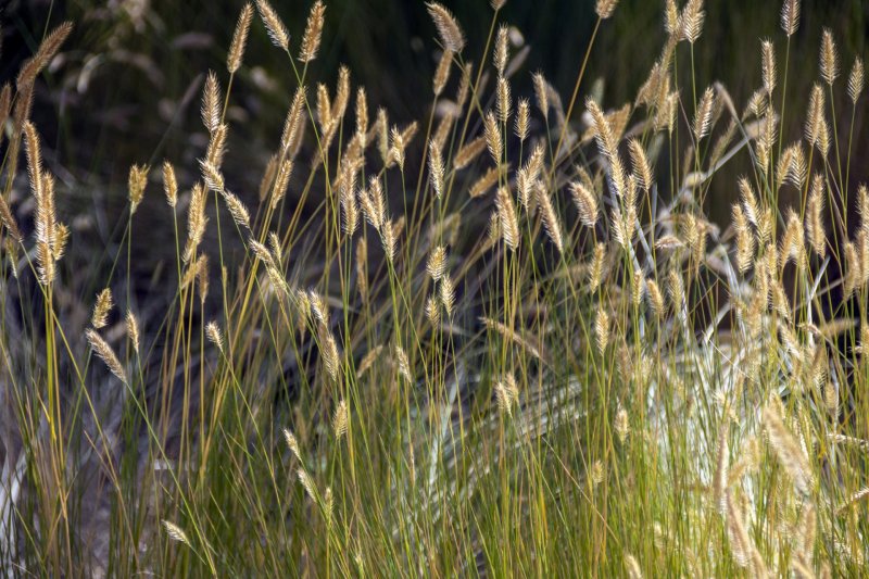 Лисохвост Луговой (Alopecurus pratensis ‘Aureovariegatus’)