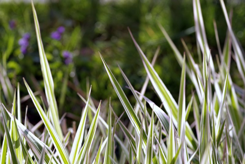 Горец змеиный (Polygonum bistorta l.)
