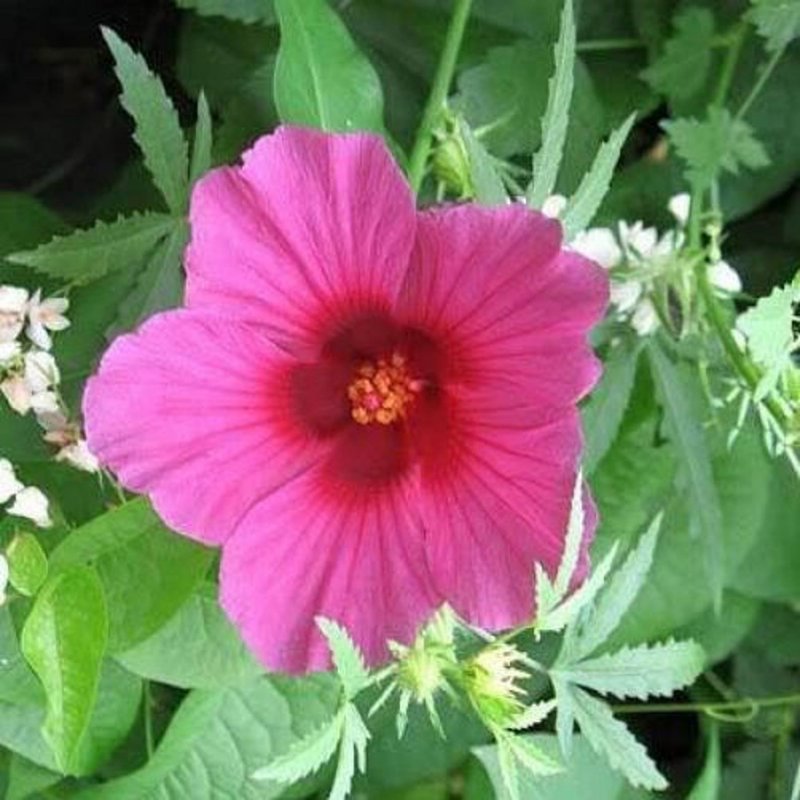 Гибискус Hibiscus Friedman