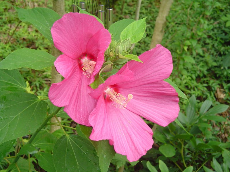 Гибискус Hibiscus Plum Crazy