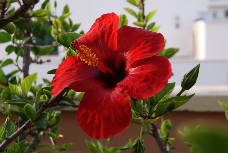 Hibiscus Rosa-sinensis