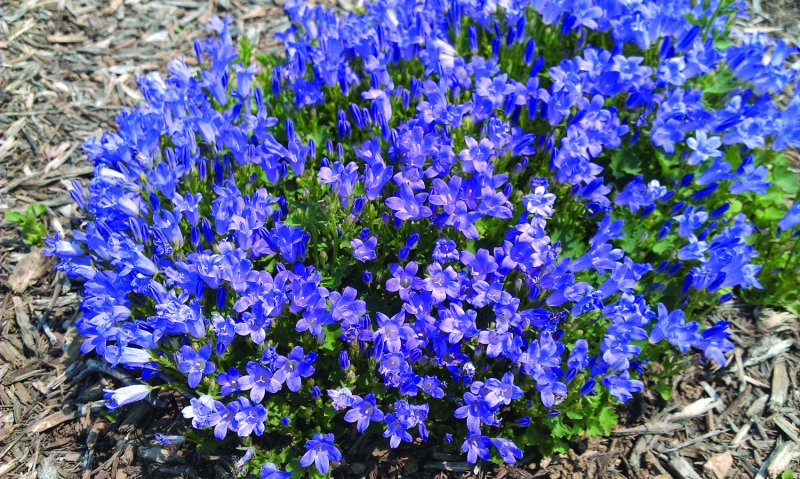 Колокольчик Портеншлага (Campanula portenschlagiana)