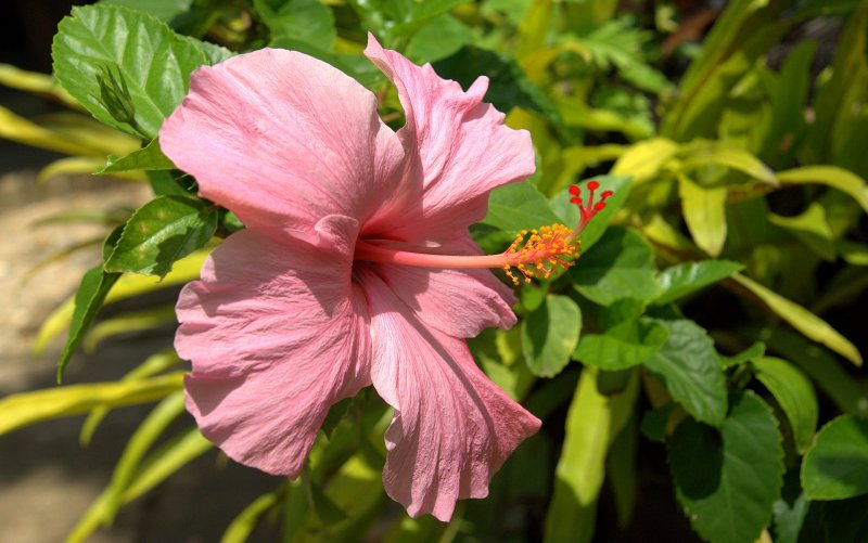 Hibiscus lasiocarpos
