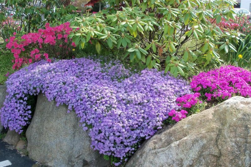 Колокольчик Портеншлага (Campanula portenschlagiana)