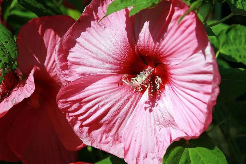 Hardy Hibiscus
