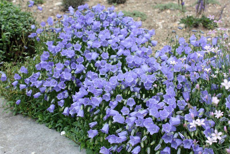 Кампанула Блауранка
