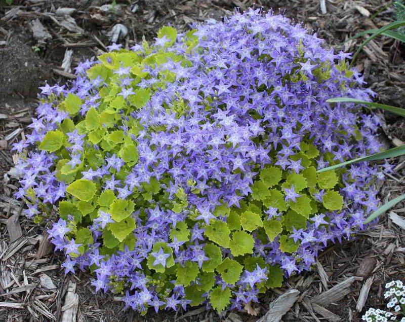 Колокольчик гарганский Campanula garganica