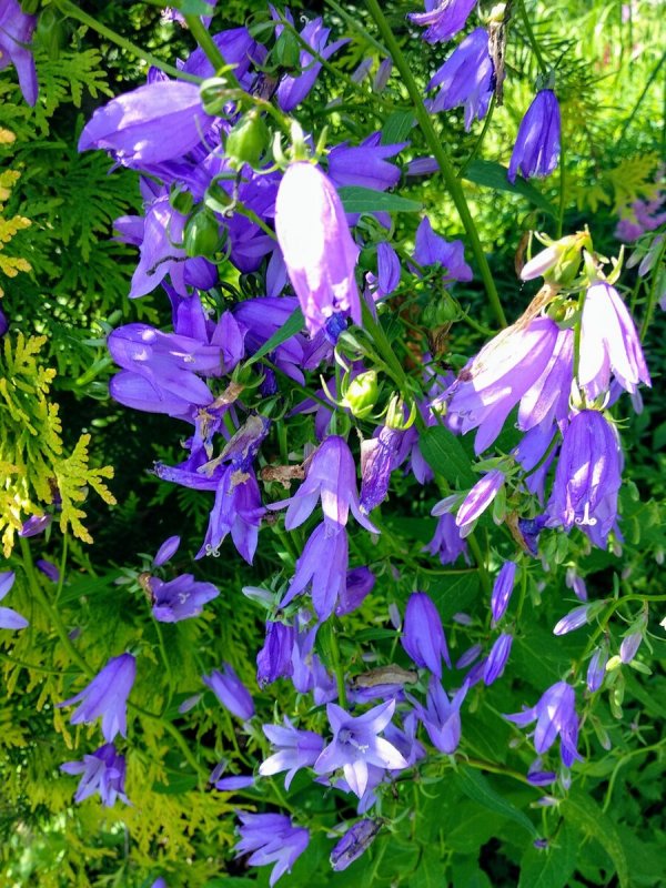 Колокольчик гарганский Campanula garganica