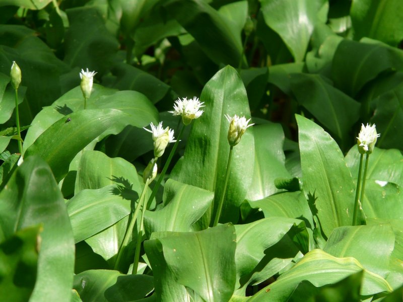Осока дернистая Carex cespitosa