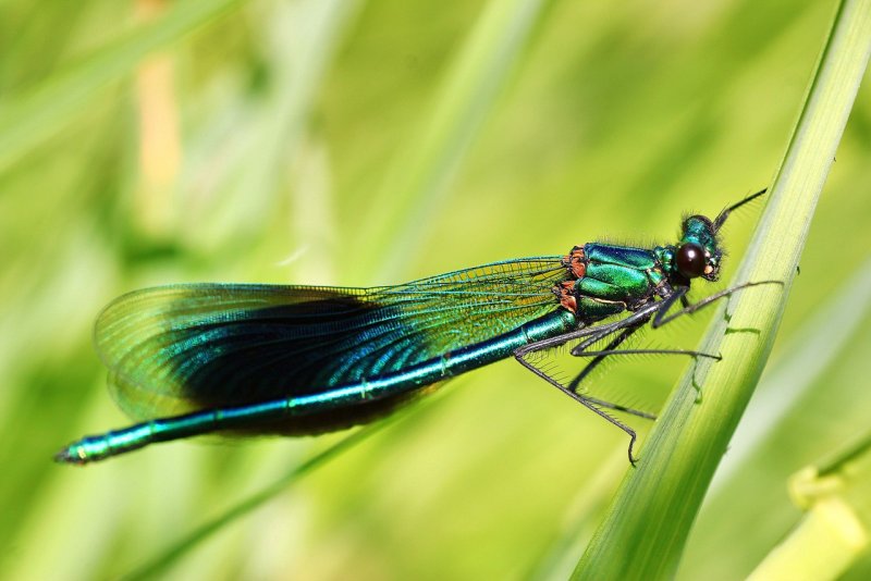 Demoiselle