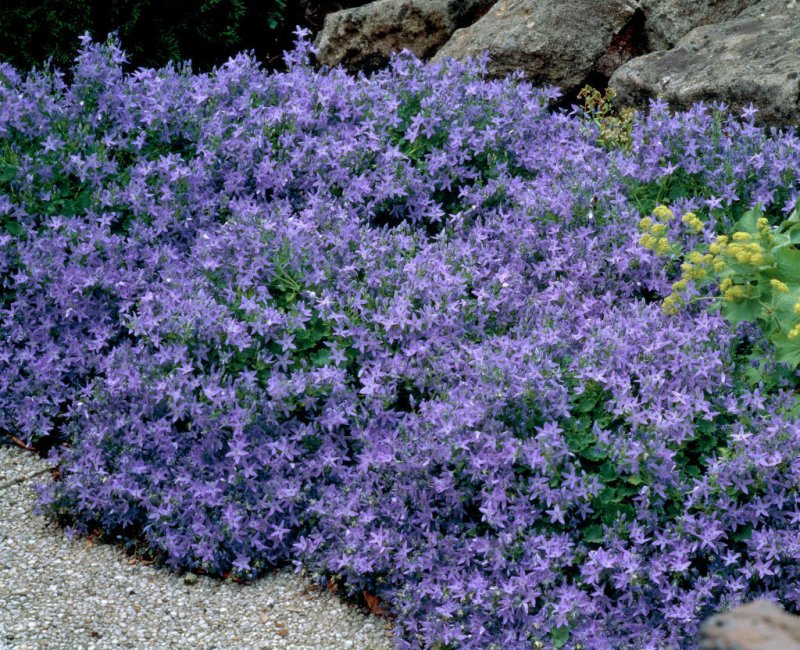 Кампанула Пожарского - Campanula poscharskyana