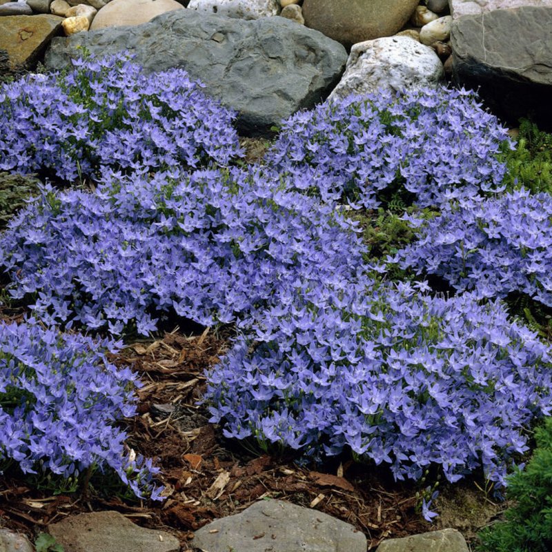 Колокольчик гарганский "Dickson's Gold" (Campanula garganica)
