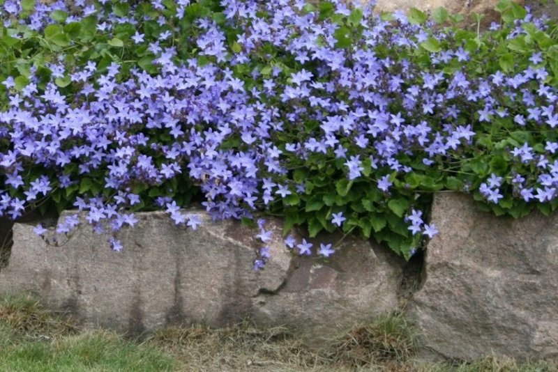 Колокольчик Пожарского (Campanula poscharskyana)