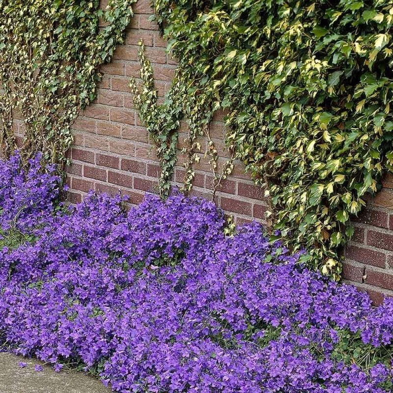 Колокольчик Портеншлага (Campanula portenschlagiana)