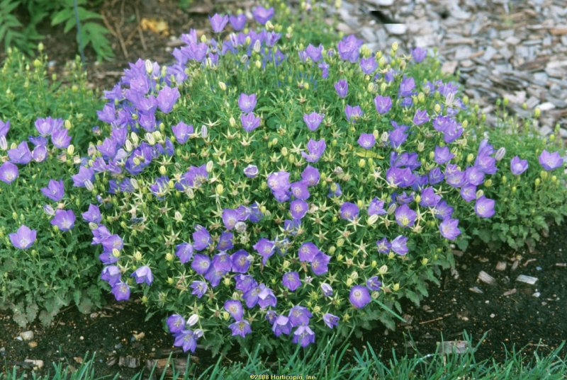 Колокольчик Campanula Carp. Blaue