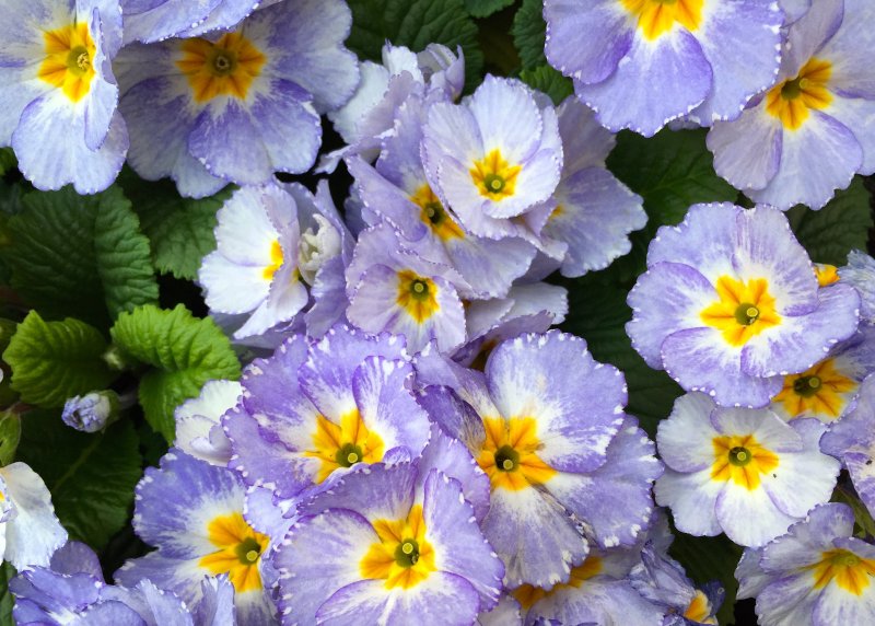 Примула мелкозубчатая (Primula denticulata)