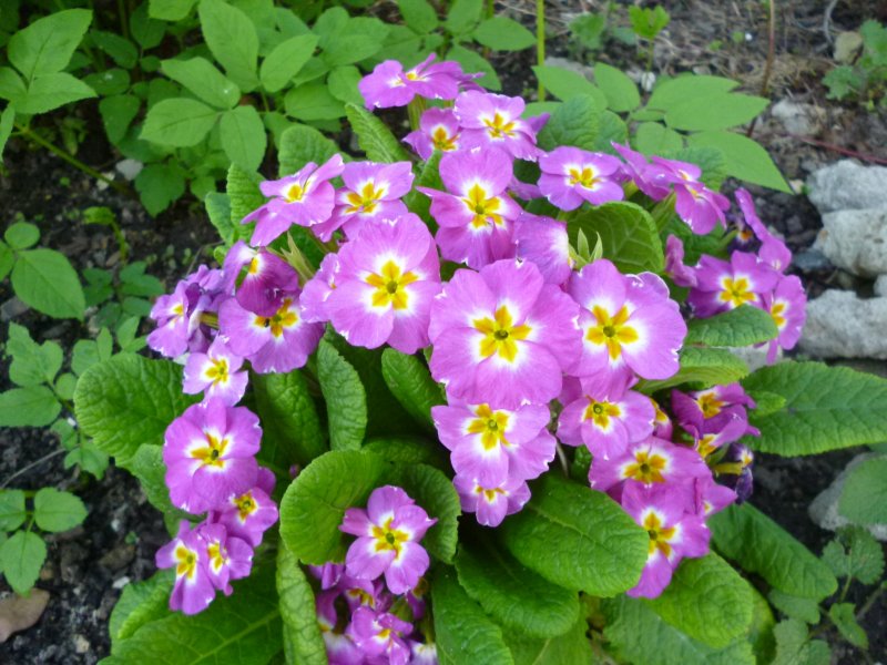 Примула Королевская многолетняя