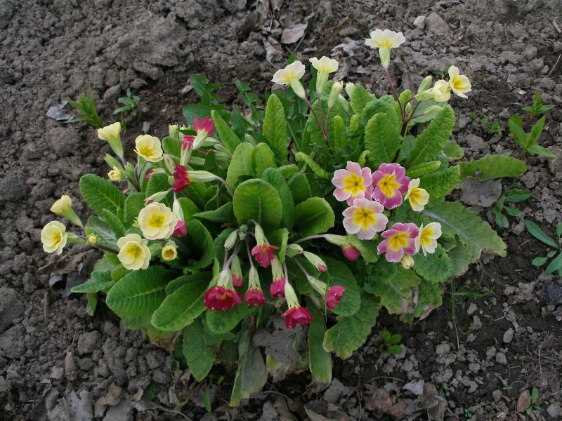 Примула коралловая
