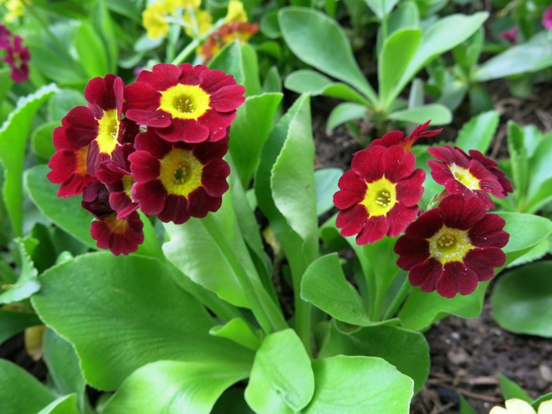 Примула (Primula).