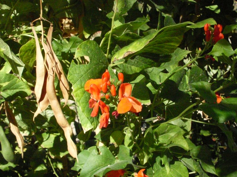 Фасоль огненно- красная - Phaseolus coccineus