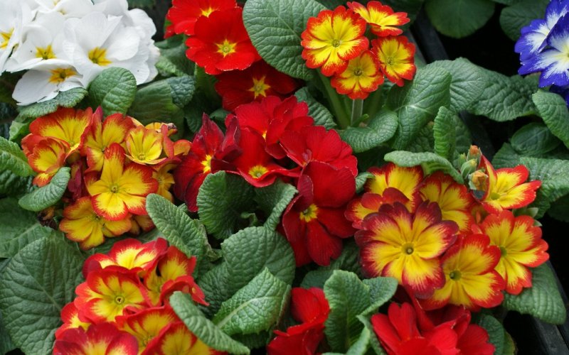 Bb02 BLACKBERRY Primula 13x13