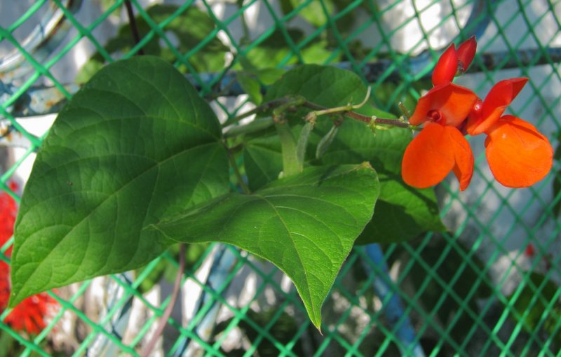 Phaseolus coccineus