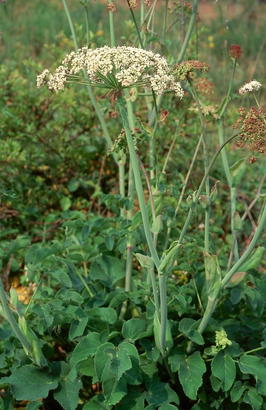 Гладыш широколистный Laserpitium latifolium l.