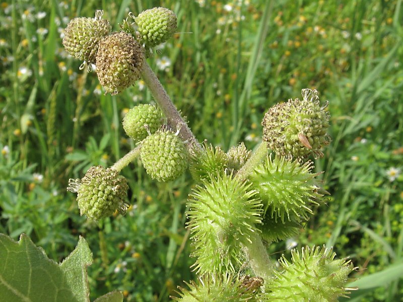 Дурнишник Xanthium strumarium