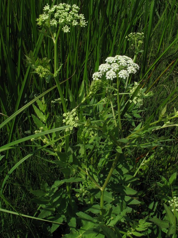 Поручейник широколистный - Sium latifolium