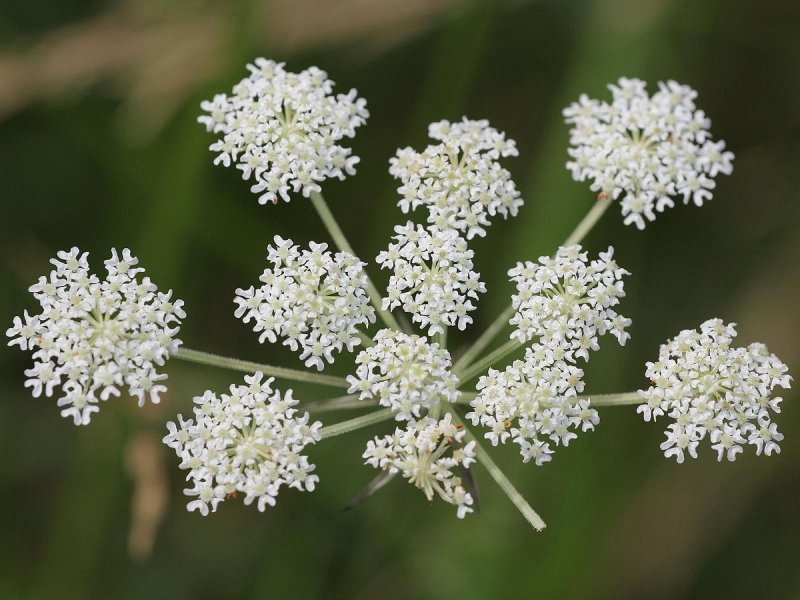 Гладыш широколистный Laserpitium latifolium l.