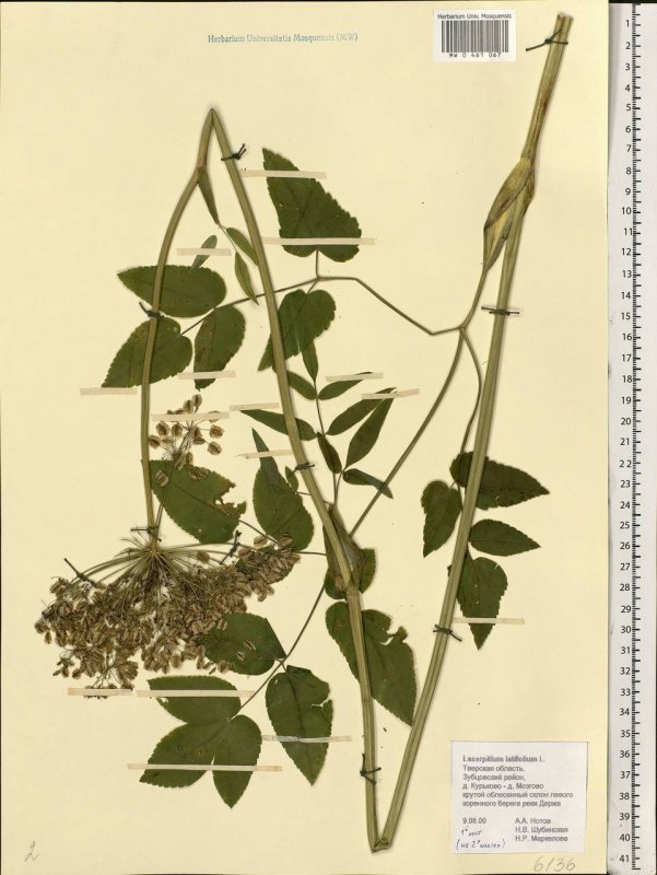 NEPA cinerea (обыкновенный водяной Скорпион)